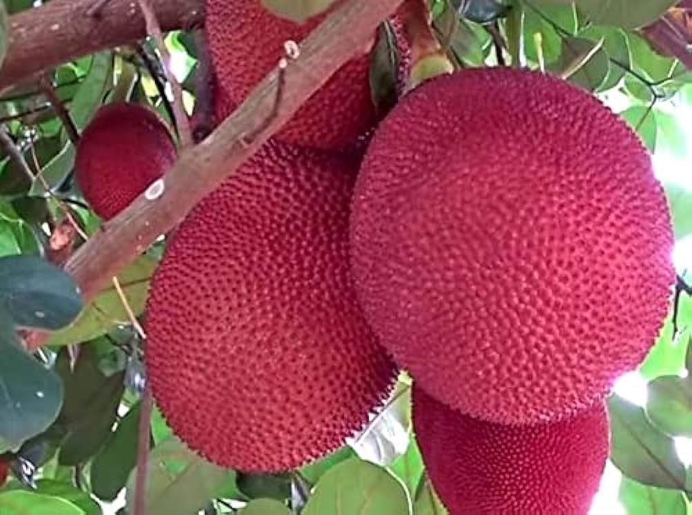 Thailand Pink Jackfruit Seeds for Planting – Heirloom, Non-GMO Tropical Fruit Seeds for Exotic Garden Harvests